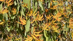 Dendrophthoe glabrescens