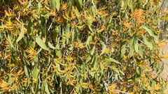 Dendrophthoe glabrescens