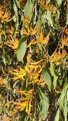 Dendrophthoe glabrescens