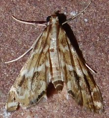 Petrophila avernalis