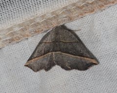 Metanema determinata