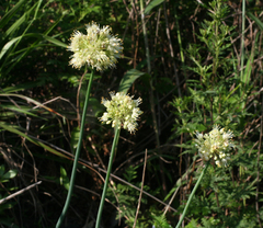 Allium condensatum