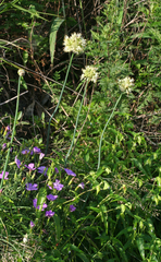 Allium condensatum