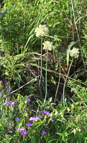 Allium condensatum, photograph 6