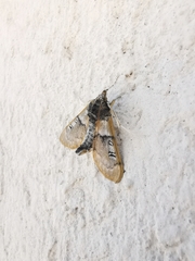 Laniifera cyclades
