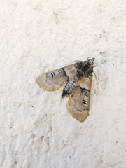 Laniifera cyclades
