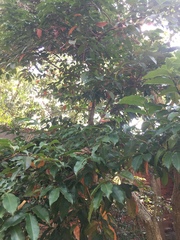 Syzygium simile