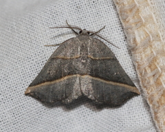 Metanema determinata