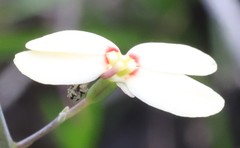 Stylidium spathulatum
