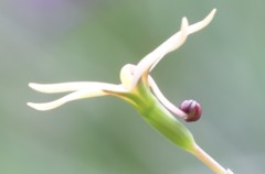 Stylidium spathulatum