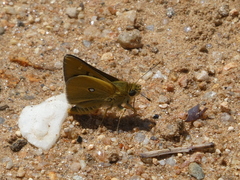 Trapezites lutea