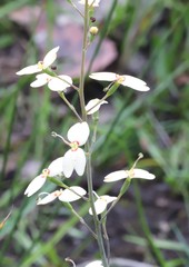 Stylidium spathulatum