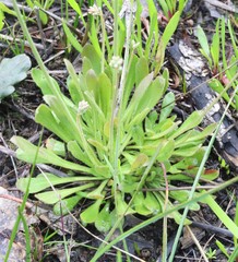 Stylidium spathulatum