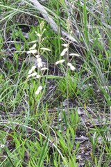Stylidium spathulatum