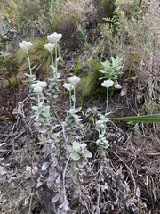 Helichrysum fruticans