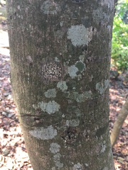 Cinnamomum reticulatum