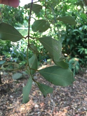 Cinnamomum reticulatum