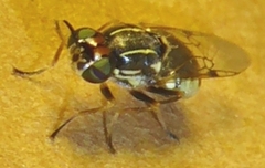 Euparyphus