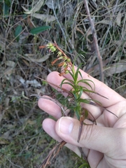 Dracophyllum secundum