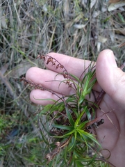 Dracophyllum secundum