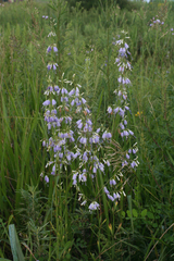 Adenophora triphylla