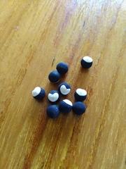 Cardiospermum halicacabum