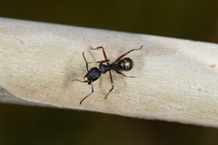 Camponotus oxleyi