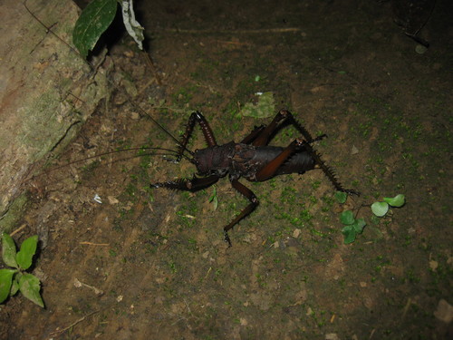 Panoploscelis specularis