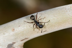 Camponotus oxleyi