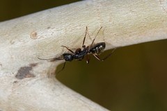 Camponotus oxleyi