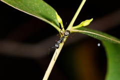 Camponotus oxleyi