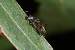Camponotus oxleyi