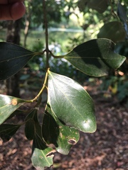 Cinnamomum reticulatum