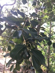 Cinnamomum reticulatum