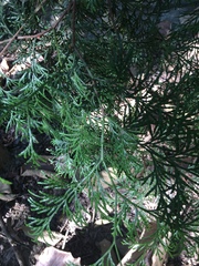 Calocedrus formosana