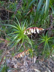 Dracophyllum secundum