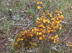 Hibbertia stellaris