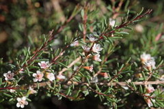 Chamelaucium ciliatum