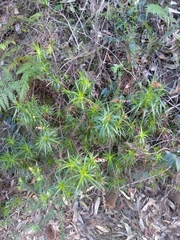 Dracophyllum secundum