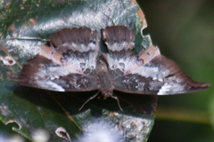Euthalia anosia