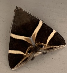 Grammodes oculicola