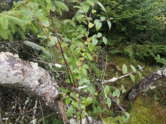 Cotoneaster bullatus
