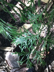 Calocedrus formosana