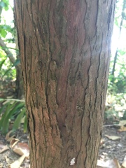 Calocedrus formosana