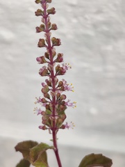 Ocimum tenuiflorum