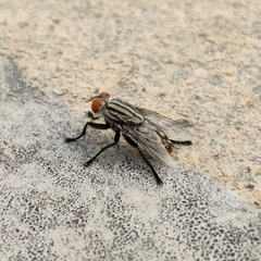 Sarcophagidae