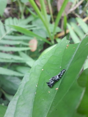 Consul fabius cecrops