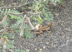 Sitana ponticeriana