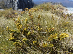 Veronica canterburiensis