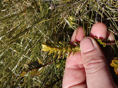 Veronica canterburiensis